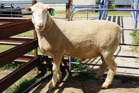 2017 Annual Ram Sale Results White Suffolk Sheep And Poll Dorset Sheep