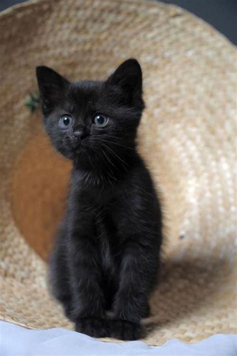 17 Black Kittens That Will Fill Your Heart With Joy Catsandkittens