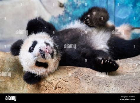 Playful Giant Panda Cub Ailuropoda Melanoleuca Upside Down Yuan Meng