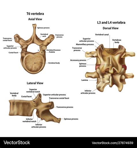Human Vertebrae With Name And Description Vector Image