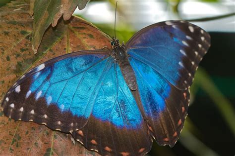 Butterflys Blue Morpho Butterfly