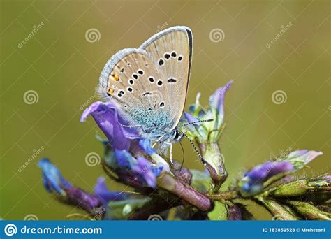 Polyommatus Semiargus The Mazarine Blue Butterfly On Flower Stock