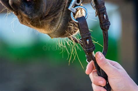 Close Up Of Horse Bridles Stock Image Image Of Equestrian 105501347