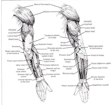 60b0b94af0f997490424db1e452c1483--arm-muscles-muscle-anatomy.jpg (736×