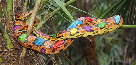 Konsep Colorful Types Of Snakes Paling Top