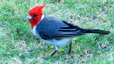 Red Crested Cardinal Bird Kailua Hawaii Youtube