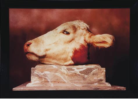 La imagen es disponible para descarga en calidad de alta resolución hasta 4000x4000, y en formato eps. ANDRES SERRANO (B. 1950) , Cabeza de Vaca | Christie's