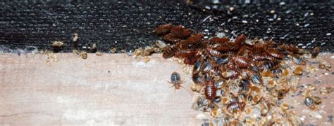 How to Get Rid of Bed Bugs | Pro Tips & Tricks - DIY Pest Control