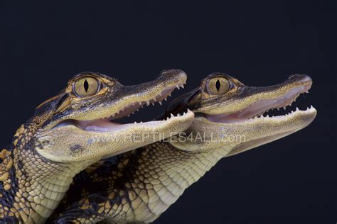 Wallpaper Crocodilia Reptile American Alligator Nile Crocodile