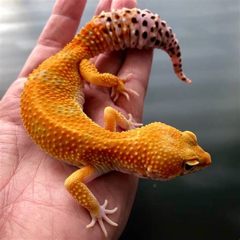 Leopard Gecko For Sale Online Baby Leopard Geckos For Sale