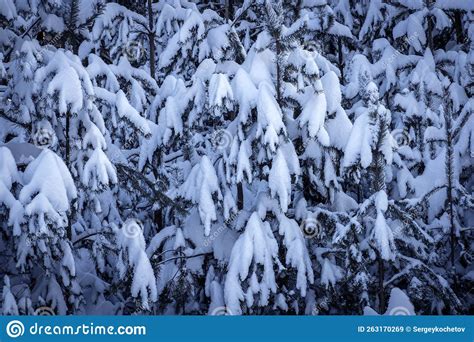 Pine Tree Branches Covered With Snow Frost In Cold Tones Stock Image