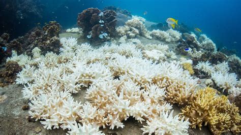Coral Catastrophe The Fight To Save Our Dying Reefs Global Warming