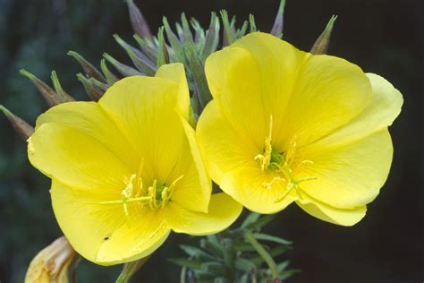 Is evening primrose oil safe during pregnancy? Evening Primrose Oil: Benefits, Side Effects, Interactions