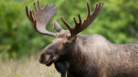 A Year In The Life Of A Canadian Moose Calf At Jasper National Park