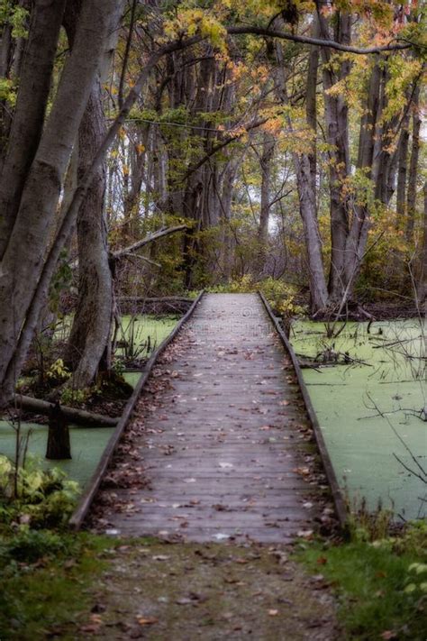 Point Pelee National Park Canada Ontario Stock Image Image Of Swamp Nature 246014061