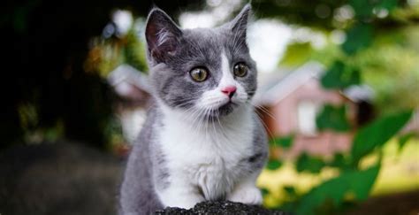 Desktop Wallpaper Cute Baby Animal Kitten Feline Hd Image Picture