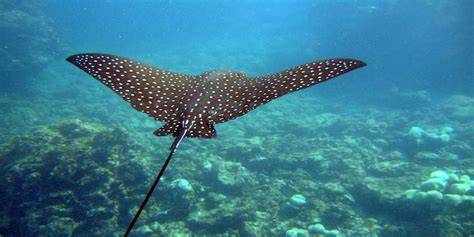 Usually around one or two meters in wing span with a diamond body shape as their pectoral fins are pointed at the ends. 7 Awesome Facts About Stingrays | Eagle ray, Spotted eagle ...