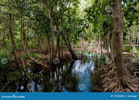 National Park In Krabi Province Thailand With Mangrove Forests Stock
