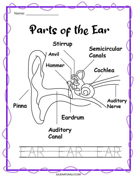 Anatomy Of Ear Worksheets Free Printable Worksheet