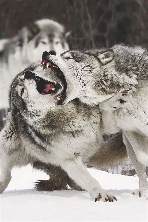 Grey Wolves Wolves Fighting Angry Animals Wolf Photography