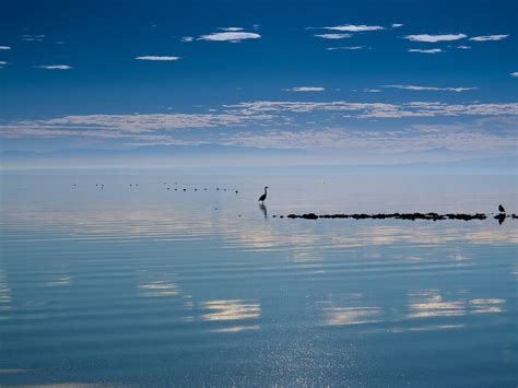 2 Heron Salton Sea 1 Of 1 Reworking Of A Favorite Shot Flickr