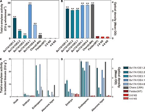 Frontiers Over Expression Of A Wheat Late Maturity Alpha Amylase Type
