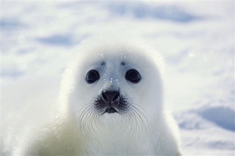Baby White Seal