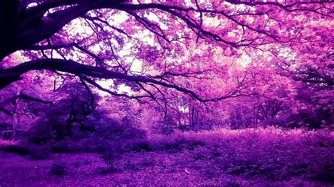 purple scenery view trees forest plants hd nature wallpapers hd wallpapers id 76614