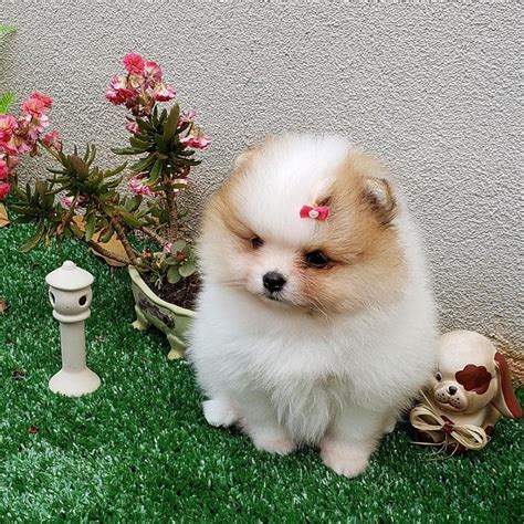 Teacup Pomeranian Puppies Available For Wonderful Families Offer