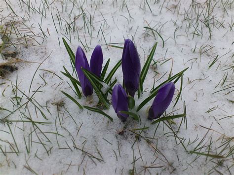 Krokusse Im Schnee Foto And Bild Pflanzen Pilze And Flechten Blüten