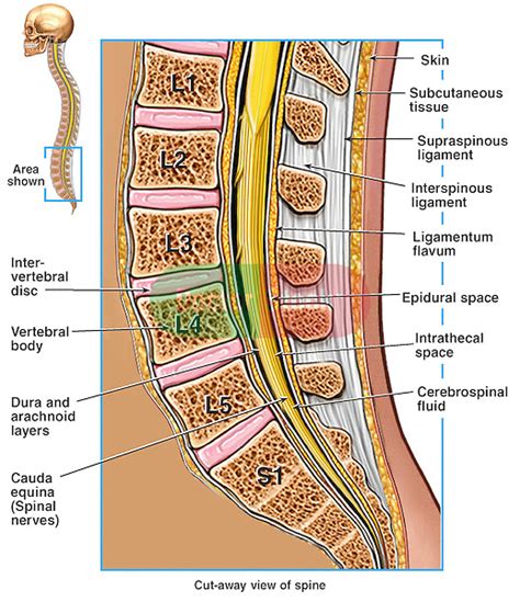 Anatomy Of The Lumbosacral Spine Doctor Stock