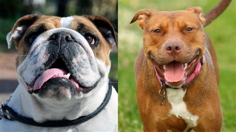Are Old English Bulldogs Related To Pitbulls