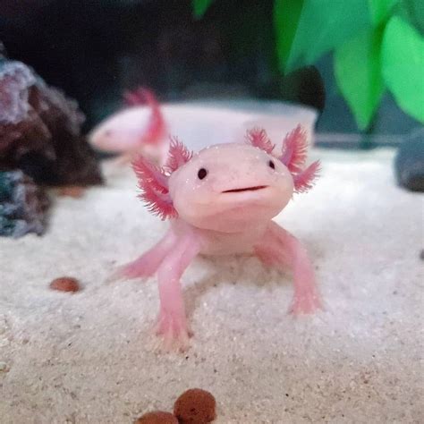 🔥click The Image To See More Axolotl Axolotlsofinstagram