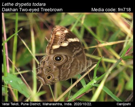 Lethe Drypetis Hewitson Two Eyed Treebrown Butterfly