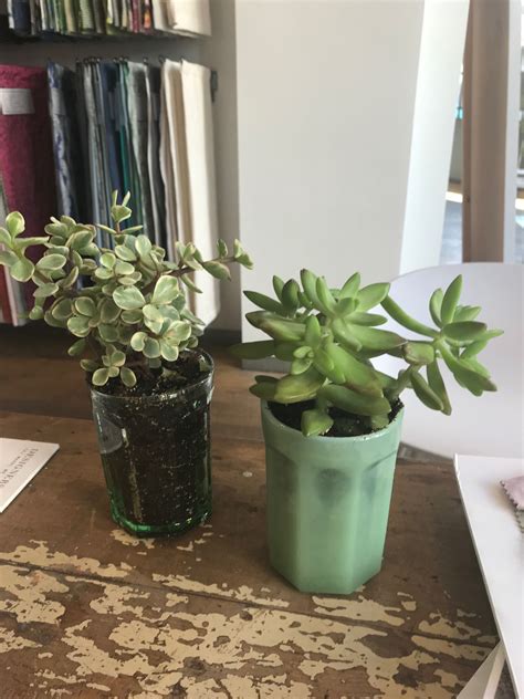 Cacti are collectible and are ideal for nice, sunny windowsills as are many of their succulent there are a lot of succulent plants that can be grown in your home, and some of them are among the easiest plants to care for. Very good idea to have succulents as they are easy to keep ...