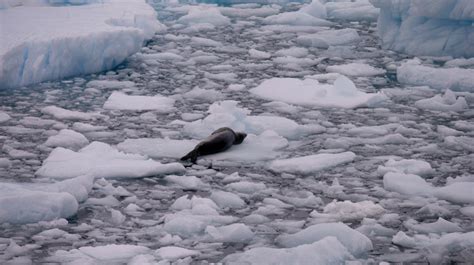 Creatures Found In Antarctic Ice Show Tenacity Of Life Ctv News