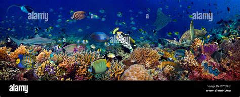Underwater Coral Reef Landscape Wide 3to1 Panorama Background In The