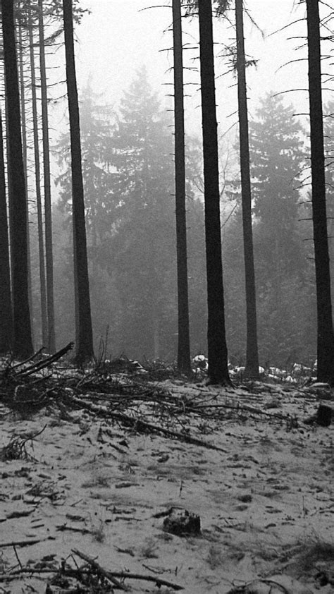 Black And White Forest Wallpaper Backiee