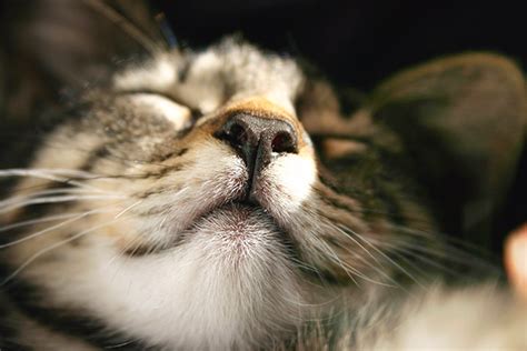 How To Treat Bump On Cats Nose