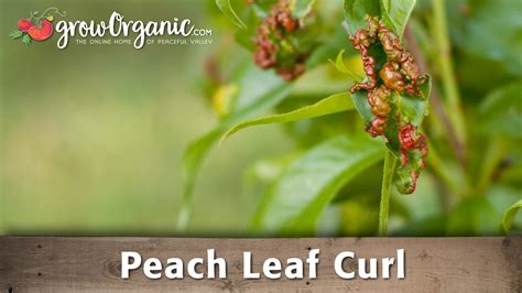 How To Treat Peach Leaf Curl In Your Organic Orchard Youtube