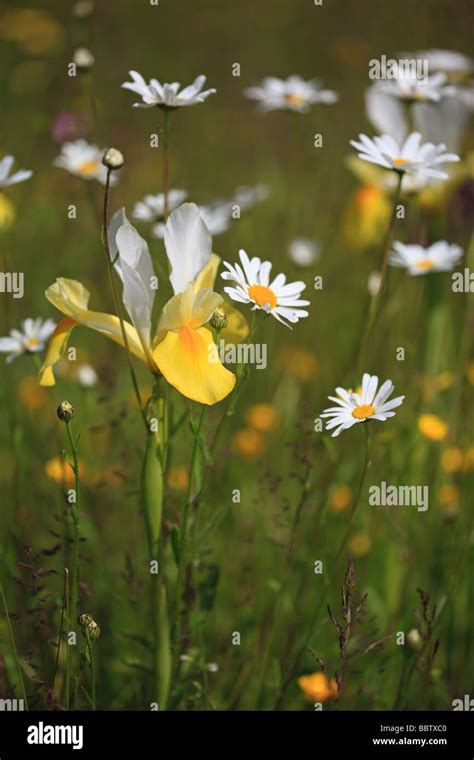 Colourful Wildflower Meadow In Spring Stock Photo Alamy
