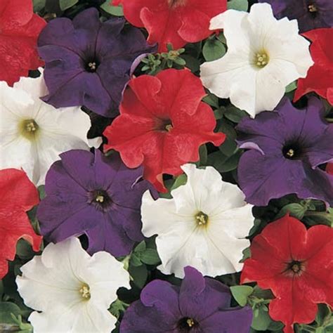 Petunia Dreams Patriot Mix F1 Seed