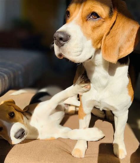 Pocket Beagle Vs Regular Beagle What Are Their Differences
