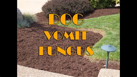 Dog Vomit Fungus In Mulch Youtube