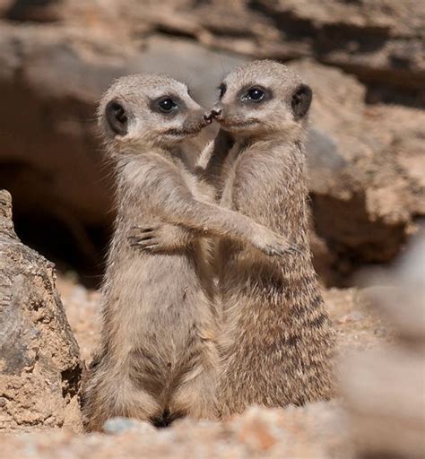 Two Meerkats Standing On Their Hind Legs While Hugging