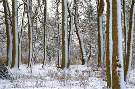 Free Picture Landscape Tree Winter Cold Wood Snow Nature Frost