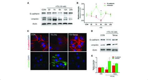 T3 Modulates Emt Via E Cadherin And Vimentin Expression A T 47d Bc Download Scientific