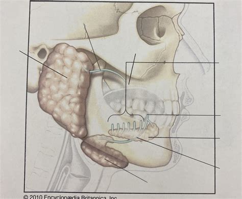Major Salivary Glands Head And Neck Id Diagram Quizlet