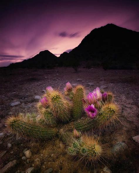 Cactus Flowers Sonoran Desert Arizona Arizona Landscape Desert