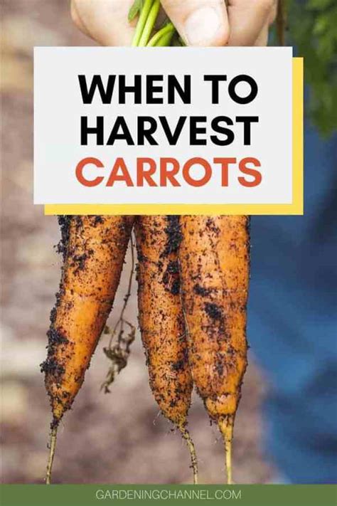 Maybe you would like to learn more about one of these? How do you know when carrots are ready to harvest ...